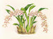 Odontoglossum lucianianum - Jean Jules Linden — widok dzieła