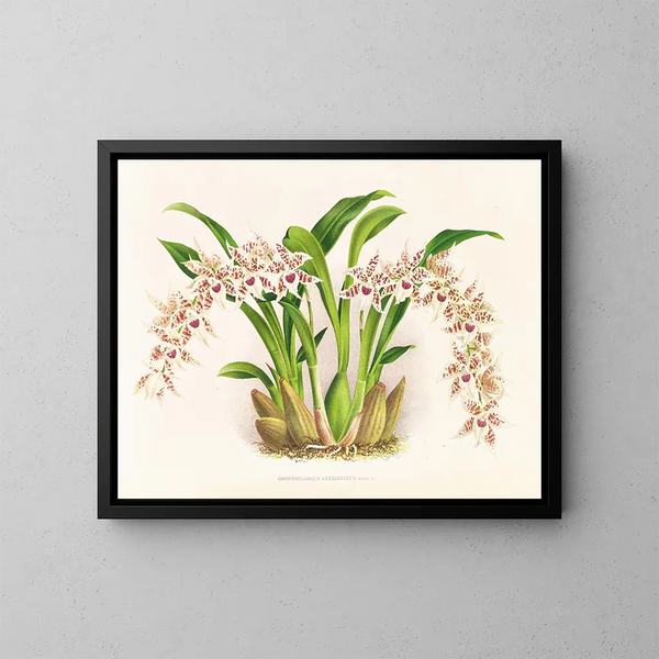 Odontoglossum lucianianum - Jean Jules Linden — oprawiony obraz na ścianie