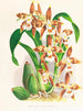 Odontoglossum luteopurpureum - Jean Jules Linden — widok dzieła
