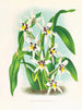 Odontoglossum maxillare - Jean Jules Linden — widok dzieła