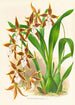Odontoglossum nevadense - Jean Jules Linden — widok dzieła