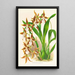 Odontoglossum nevadense - Jean Jules Linden — oprawiony obraz na ścianie
