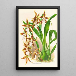 Jean Jules Linden - Odontoglossum nevadense.webp