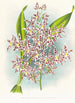 Odontoglossum odoratum var striatum - Jean Jules Linden — widok dzieła