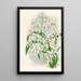 Odontoglossum ramosissimum - Jean Jules Linden — oprawiony obraz na ścianie