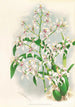 Odontoglossum ramosissimum - Jean Jules Linden — widok dzieła