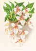Odontoglossum rubescens - Jean Jules Linden — widok dzieła