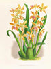 Odontoglossum schillerianus - Jean Jules Linden — widok dzieła