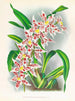 Odontoglossum schlesingerianum - Jean Jules Linden — widok dzieła