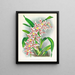 Odontoglossum schlesingerianum - Jean Jules Linden — oprawiony obraz na ścianie