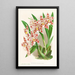 Odontoglossum wilckeanum albens - Jean Jules Linden — oprawiony obraz na ścianie