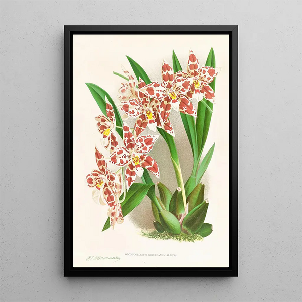 Jean Jules Linden - Odontoglossum wilckeanum albens.webp