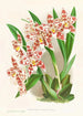 Odontoglossum wilckeanum albens - Jean Jules Linden — widok dzieła