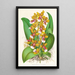 Oncidium Lannceanum - Jean Jules Linden — oprawiony obraz na ścianie