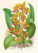 Oncidium Lannceanum - Jean Jules Linden — widok dzieła