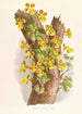 Oncidium Limminghei - Jean Jules Linden — widok dzieła