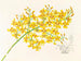 Oncidium aurosum - Jean Jules Linden — widok dzieła
