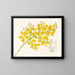 Oncidium aurosum - Jean Jules Linden — oprawiony obraz na ścianie