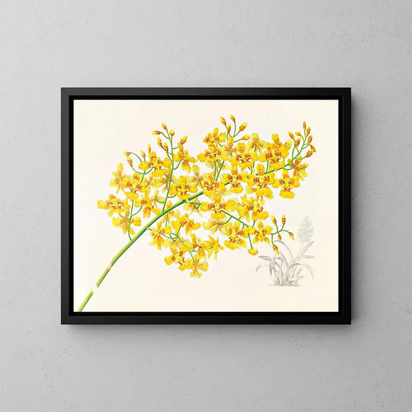 Oncidium aurosum - Jean Jules Linden — oprawiony obraz na ścianie