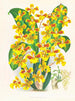 Sarcodes d'Oncidium - Jean Jules Linden — widok dzieła