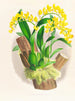 Oncidium warscewiczii - Jean Jules Linden — widok dzieła