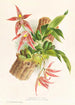 Paphinia Randi Paphinia Cristata - Jean Jules Linden — widok dzieła