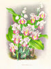 Phaius humbloti - Jean Jules Linden — widok dzieła
