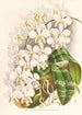 Phalaenopsis Stuartiana - Jean Jules Linden — widok dzieła