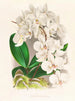 Piękna Phalaenopsis - Jean Jules Linden — widok dzieła