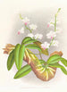 Phalaenopsis esmeralda var candidula - Jean Jules Linden — widok dzieła