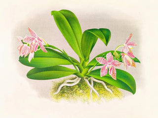 Jean Jules Linden - Phalaenopsis luddemanniana.webp