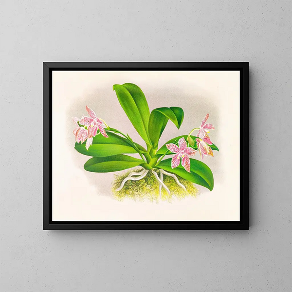 Phalaenopsis luddemanniana - Jean Jules Linden — oprawiony obraz na ścianie