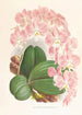 Phalaenopsis sanderiana - Jean Jules Linden — widok dzieła