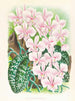 Phalaenopsis schilleriana - Jean Jules Linden — widok dzieła