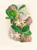 Phalaenopsis sumatrana - Jean Jules Linden — widok dzieła