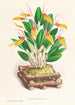 Restrepia antennifera - Jean Jules Linden — widok dzieła