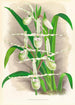 Selenipedium Reticulatum - Jean Jules Linden — widok dzieła