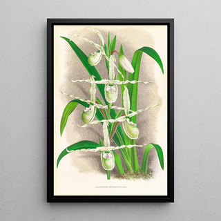 Jean Jules Linden - Selenipedium Reticulatum.webp