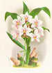 Spathoglottis Augustorum - Jean Jules Linden — widok dzieła