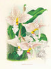 Stanhopea oculata - Jean Jules Linden — widok dzieła