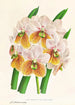 Vanda Sanderiana var Labello Viridi - Jean Jules Linden — widok dzieła