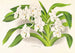 Vanda denisoniana - Jean Jules Linden — widok dzieła