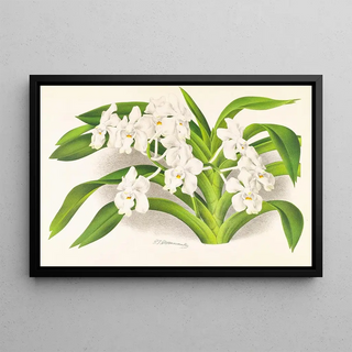 Jean Jules Linden - Vanda denisoniana.webp