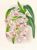 Douce Vanda - Jean Jules Linden — widok dzieła