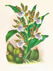 Zygopetalum pośredni - Jean Jules Linden — widok dzieła