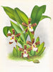 Zygopetalum jorisinum - Jean Jules Linden — widok dzieła