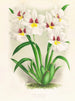 Miltonia Röezli - Jean Jules Linden — widok dzieła