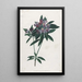 Rhododendron pontique - Jean-Louis Prévost — oprawiony obraz na ścianie