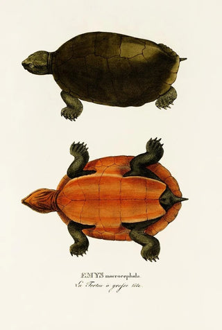 Johann Baptist von Spix - Emys Maerocephala.webp