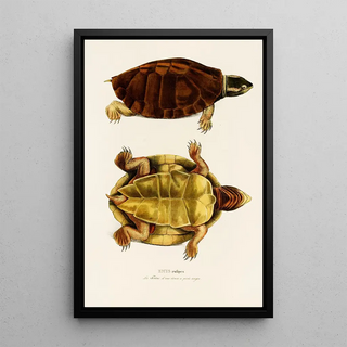 Johann Baptist von Spix - Emys Rufipes.webp